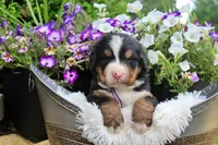Cabernet, a female Bernese Mountain Dog for sale in Pomona, MO – 4 of 9