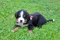 Rebel, a female Bernese Mountain Dog for sale in Pomona, MO – 5 of 9
