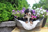 Chambray, a female Bernese Mountain Dog for sale in Pomona, MO – 5 of 8