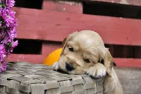 Hauss, a female Golden Cocker Retriever and Miniature Golden Retriever for sale in Pomona, MO – 3 of 6