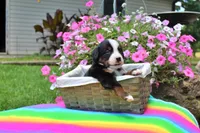 Beaumont, a male Bernese Mountain Dog for sale in Pomona, MO – 3 of 7
