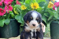 Caden, a male Bernese Mountain Dog for sale in Pomona, MO – 3 of 9
