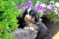 Cabernet, a female Bernese Mountain Dog for sale in Pomona, MO – 6 of 9