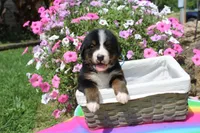 San Antonio Rose, a female Bernese Mountain Dog for sale in Pomona, MO – 4 of 7