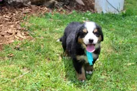 Frenzy, a female Bernese Mountain Dog for sale in Pomona, MO – 5 of 9