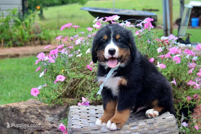 Laredo – Bernese Mountain Dog puppy for sale in Pomona, MO