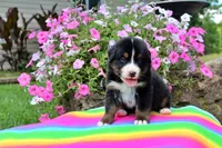 Laredo, a male Bernese Mountain Dog for sale in Pomona, MO – 3 of 7