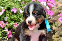 San Antonio Rose, a female Bernese Mountain Dog for sale in Pomona, MO – 2 of 7