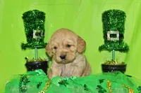 Ruffles, a female Golden Cocker Retriever and Miniature Golden Retriever for sale in Pomona, MO – Photo 4 of 7