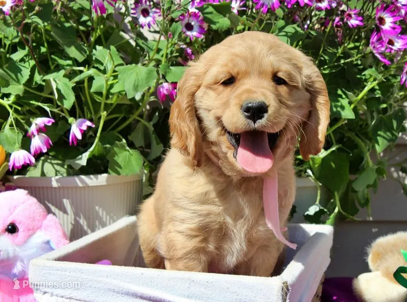 Ruffles – Golden Cocker Retriever, Miniature Golden Retriever puppy for sale in Pomona, MO