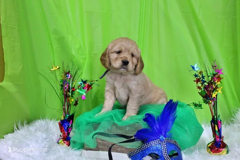 Ruffles – Golden Cocker Retriever, Miniature Golden Retriever puppy for sale in Pomona, MO
