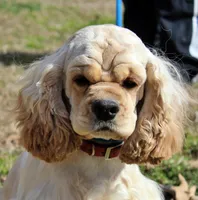 Ruffles, a female Golden Cocker Retriever and Miniature Golden Retriever for sale in Pomona, MO – Photo 7 of 7