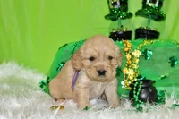 Ruffles, a female Golden Cocker Retriever and Miniature Golden Retriever for sale in Pomona, MO – Photo 2 of 7