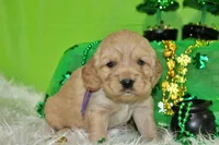 Ruffles, a female Golden Cocker Retriever and Miniature Golden Retriever for sale in Pomona, MO – Photo 3 of 7