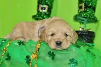 Ruffles, a female Golden Cocker Retriever and Miniature Golden Retriever for sale in Pomona, MO – Photo 5 of 7