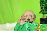 Ruffles, a female Golden Cocker Retriever and Miniature Golden Retriever for sale in Pomona, MO – Photo 1 of 7