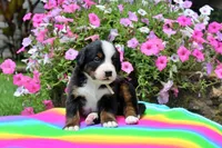 Beaumont, a male Bernese Mountain Dog for sale in Pomona, MO – 4 of 7