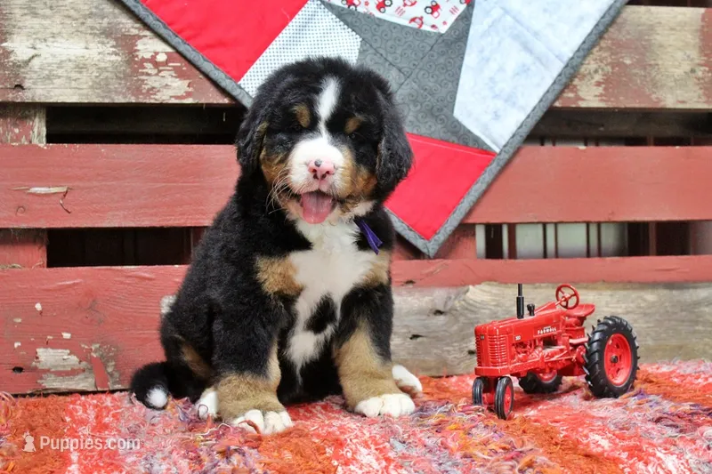 Cabernet – Bernese Mountain Dog puppy for sale in Pomona, MO