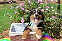 Luckenbach, a male Bernese Mountain Dog for sale in Pomona, MO – 2 of 10