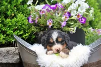 Cashmere, a female Bernese Mountain Dog for sale in Pomona, MO – 3 of 8