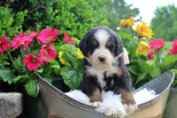Caden, a male Bernese Mountain Dog for sale in Pomona, MO – 4 of 9