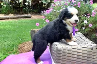 Vixen, a female Bernese Mountain Dog for sale in Pomona, MO – 4 of 7