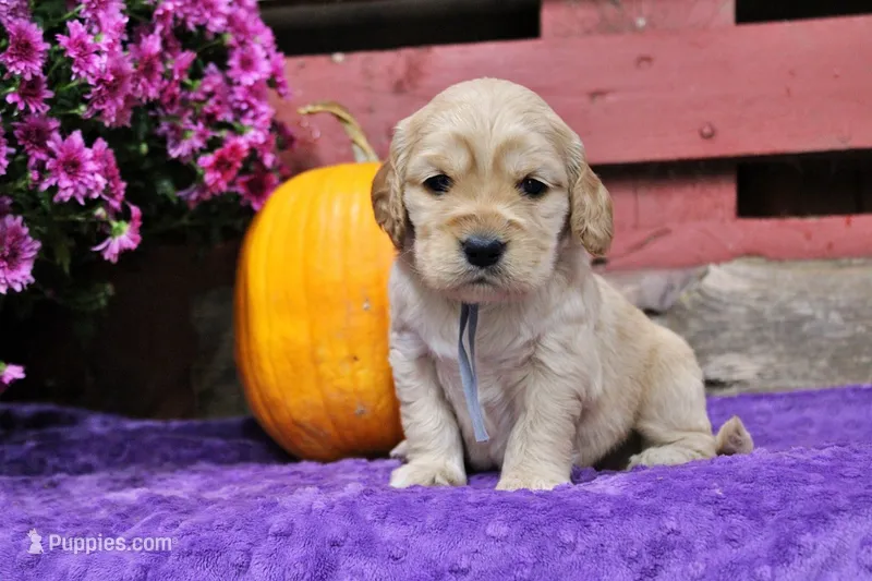 Twain – Golden Cocker Retriever, Miniature Golden Retriever puppy for sale in Pomona, MO