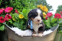 Callen, a female Bernese Mountain Dog for sale in Pomona, MO – 3 of 10