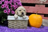 Shawnee, a female Golden Cocker Retriever and Miniature Golden Retriever for sale in Pomona, MO – 6 of 8