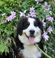Sampson, a male Bernese Mountain Dog for sale in Pomona, MO – 4 of 8