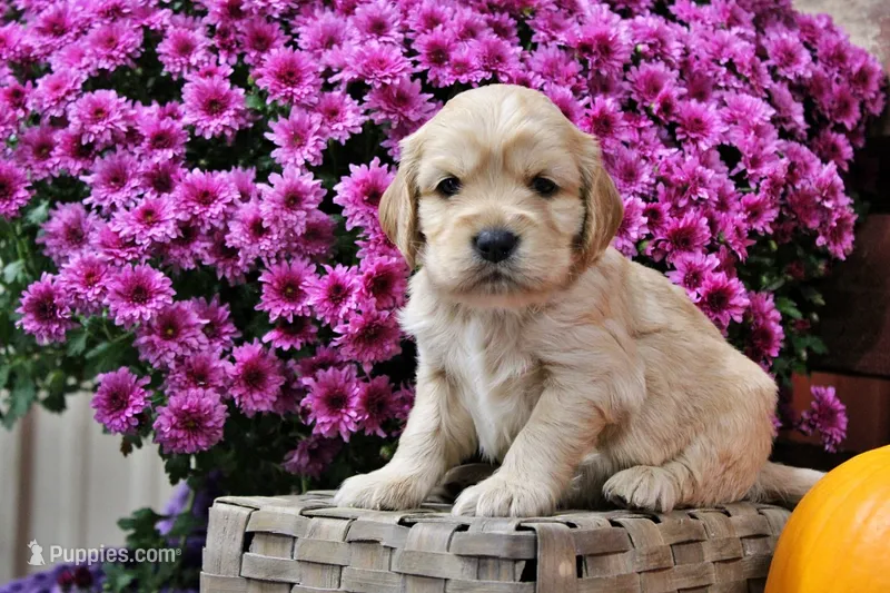 Pike  – Golden Cocker Retriever, Miniature Golden Retriever puppy for sale in Pomona, MO