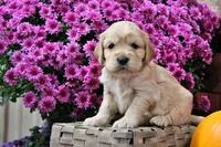 Pike , a male Golden Cocker Retriever and Miniature Golden Retriever for sale in Pomona, MO – 1 of 8