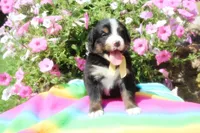 Killen, a female Bernese Mountain Dog for sale in Pomona, MO – 5 of 5