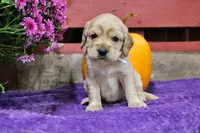 Custer, a male Golden Cocker Retriever and Miniature Golden Retriever for sale in Pomona, MO – 7 of 8