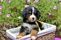 Killen, a female Bernese Mountain Dog for sale in Pomona, MO – 7 of 10
