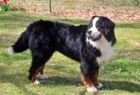 Rebel, a female Bernese Mountain Dog for sale in Pomona, MO – 8 of 9