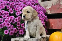 Twain, a male Golden Cocker Retriever and Miniature Golden Retriever for sale in Pomona, MO – 6 of 9