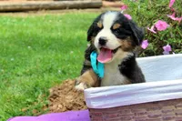 Frenzy, a female Bernese Mountain Dog for sale in Pomona, MO – 4 of 9