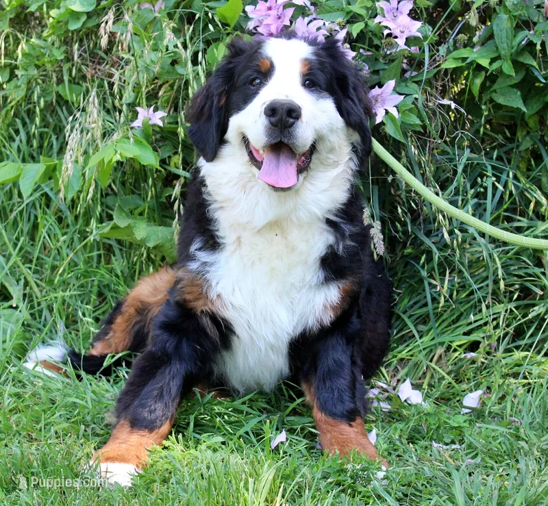 Sampson – Bernese Mountain Dog puppy for sale in Pomona, MO