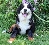 Sampson, a male Bernese Mountain Dog for sale in Pomona, MO – 1 of 8