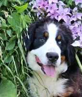 Newman, a male Bernese Mountain Dog for sale in Pomona, MO – 5 of 9