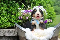 Callen, a female Bernese Mountain Dog for sale in Pomona, MO – 7 of 10