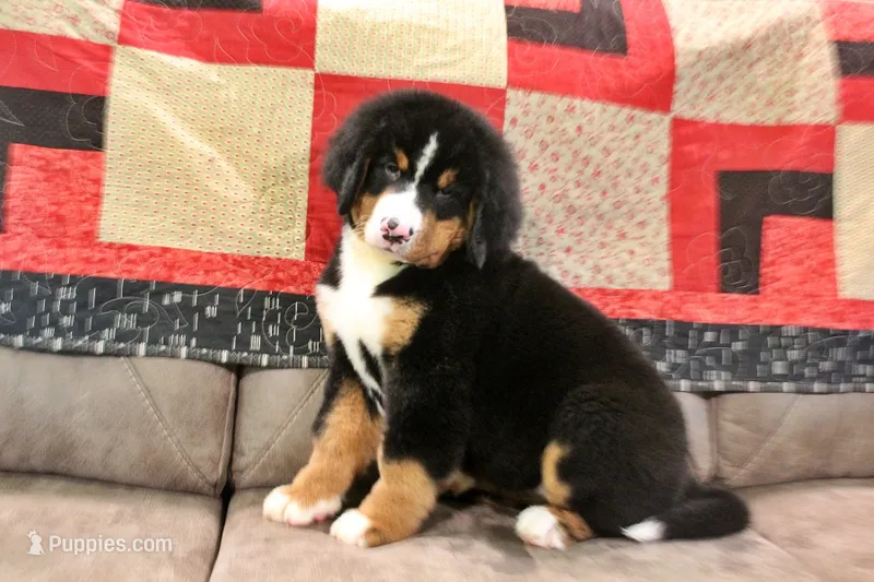 Cabernet – Bernese Mountain Dog puppy for sale in Pomona, MO