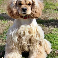 Tostito, a male Golden Cocker Retriever and Miniature Golden Retriever for sale in Pomona, MO – Photo 9 of 10
