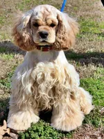 Tostito, a male Golden Cocker Retriever and Miniature Golden Retriever for sale in Pomona, MO – Photo 6 of 7