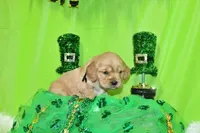 Tostito, a male Golden Cocker Retriever and Miniature Golden Retriever for sale in Pomona, MO – Photo 4 of 7
