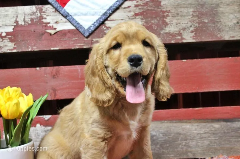 Tostito – Golden Cocker Retriever, Miniature Golden Retriever puppy for sale in Pomona, MO