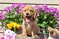 Tostito, a male Golden Cocker Retriever and Miniature Golden Retriever for sale in Pomona, MO – Photo 2 of 10