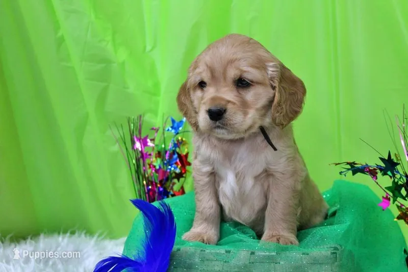 Tostito – Golden Cocker Retriever, Miniature Golden Retriever puppy for sale in Pomona, MO