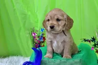 Tostito, a male Golden Cocker Retriever and Miniature Golden Retriever for sale in Pomona, MO – Photo 6 of 10